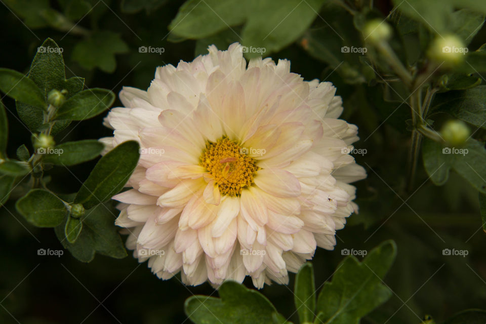 Flower, Nature, Flora, Leaf, Garden