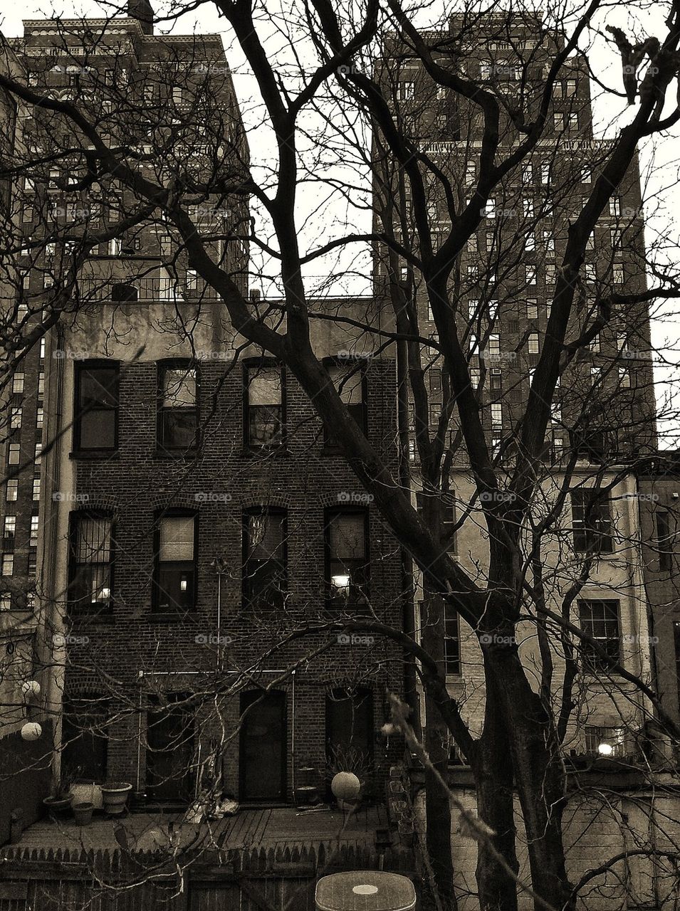 Bare tree in front of building
