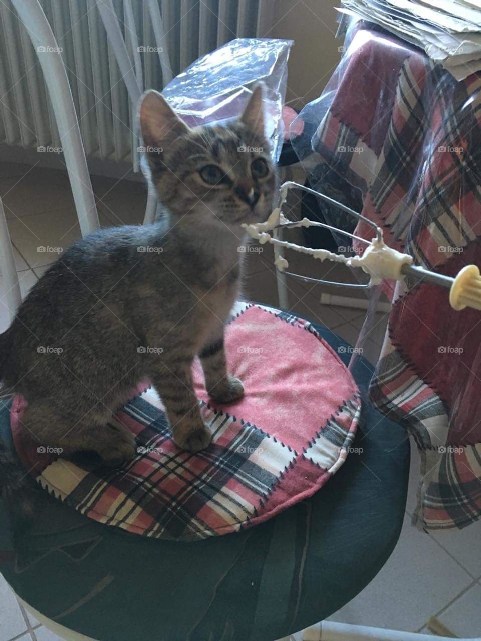 Be authentic: Cat-astrophy!