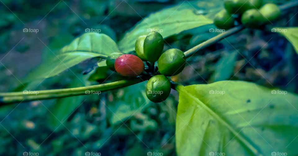 coffee plant
