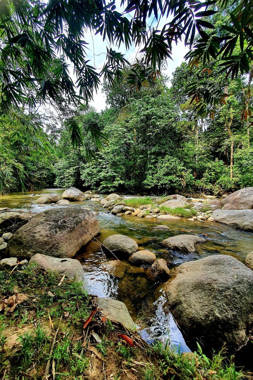 River flow in the Forest