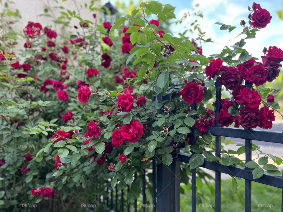 Rose bush 