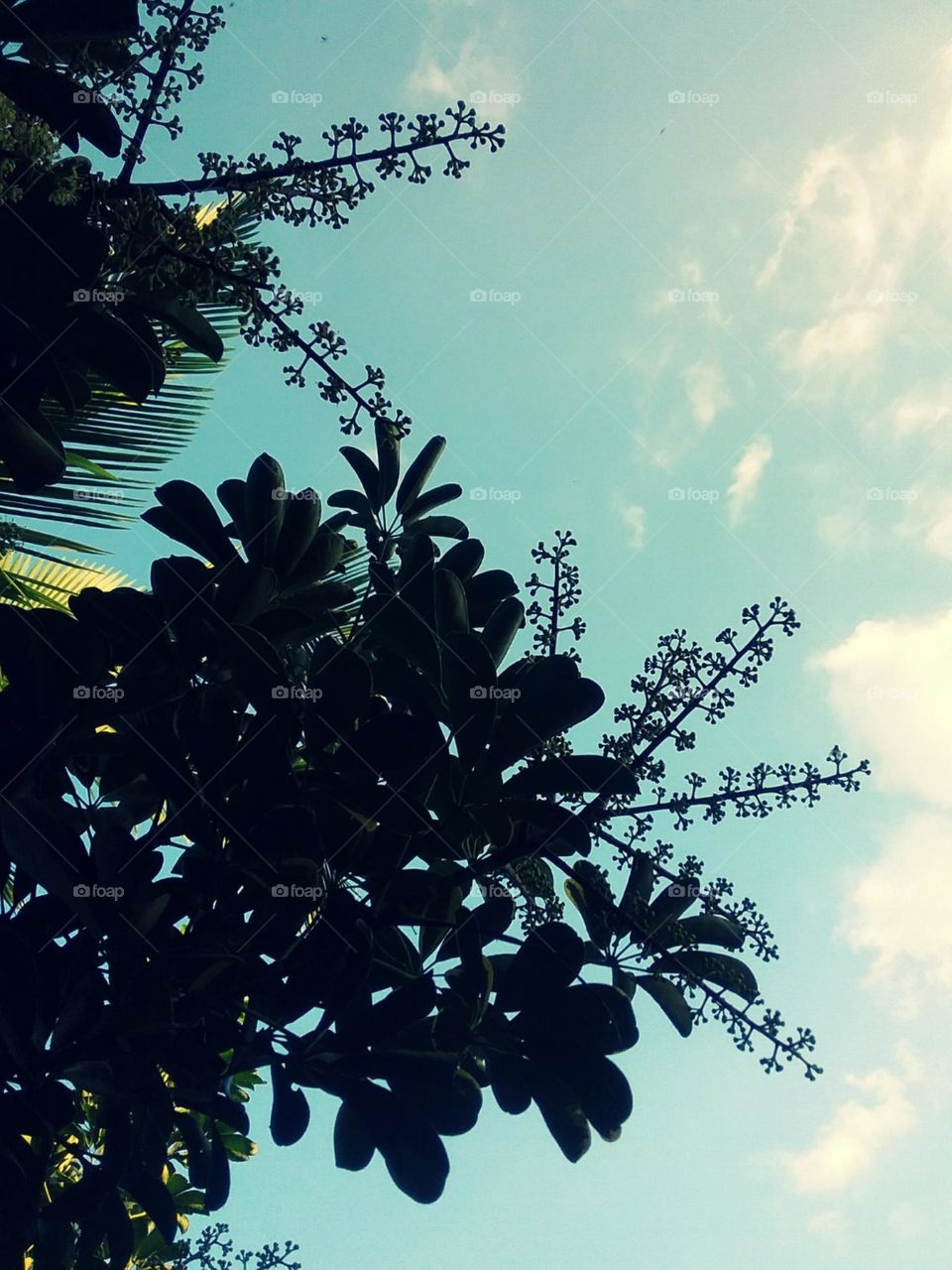 Formosas plantas ornamentais.