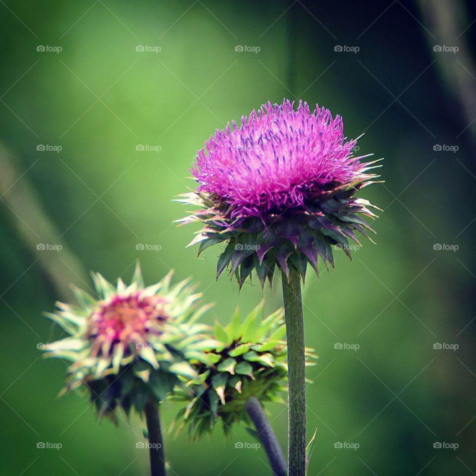 Thistle 