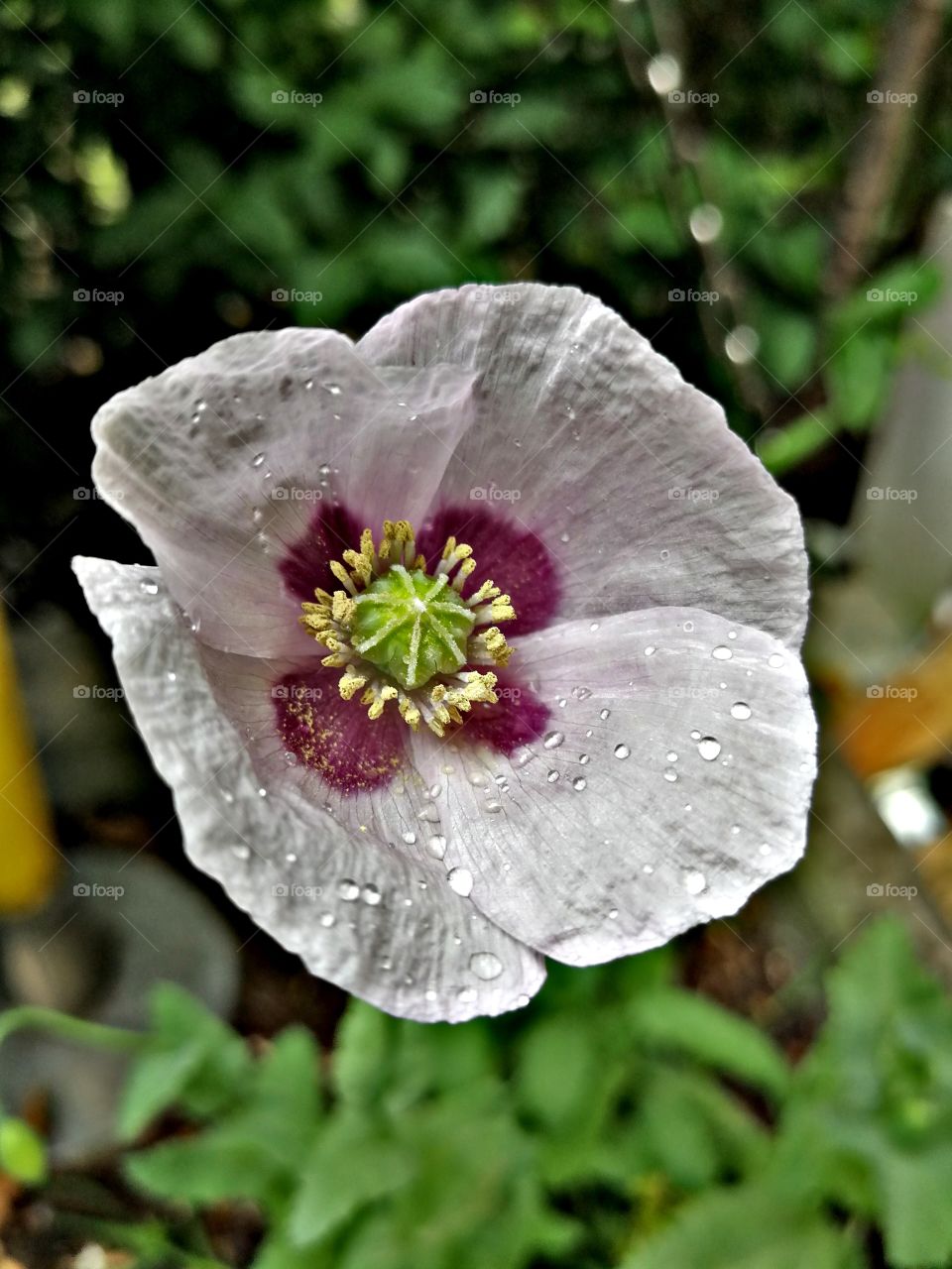 Poppy blossom HDR