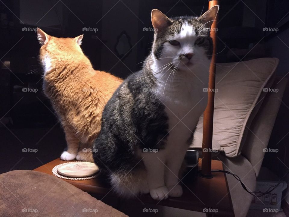 Two cats sitting in the light 