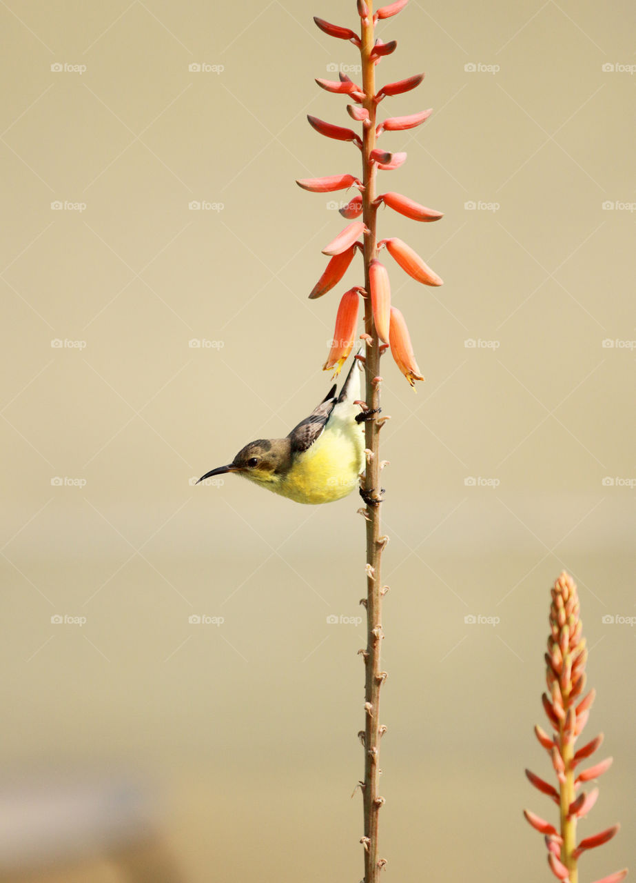 A yellow Sunbird on Aloe Vera Flower in New Delhi, India