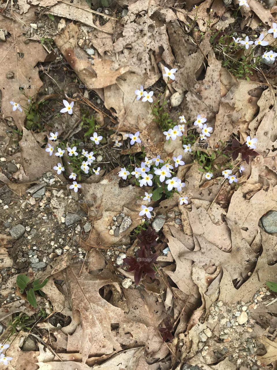 Flowers on the Ground. New life in the Spring.