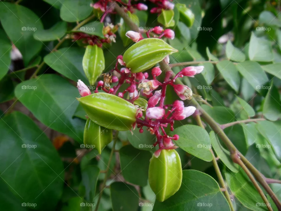 Star Fruit
