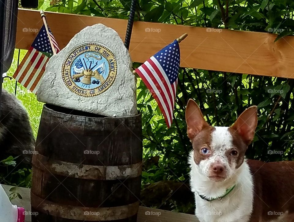 Remington (Our dog) supporting our Veterans