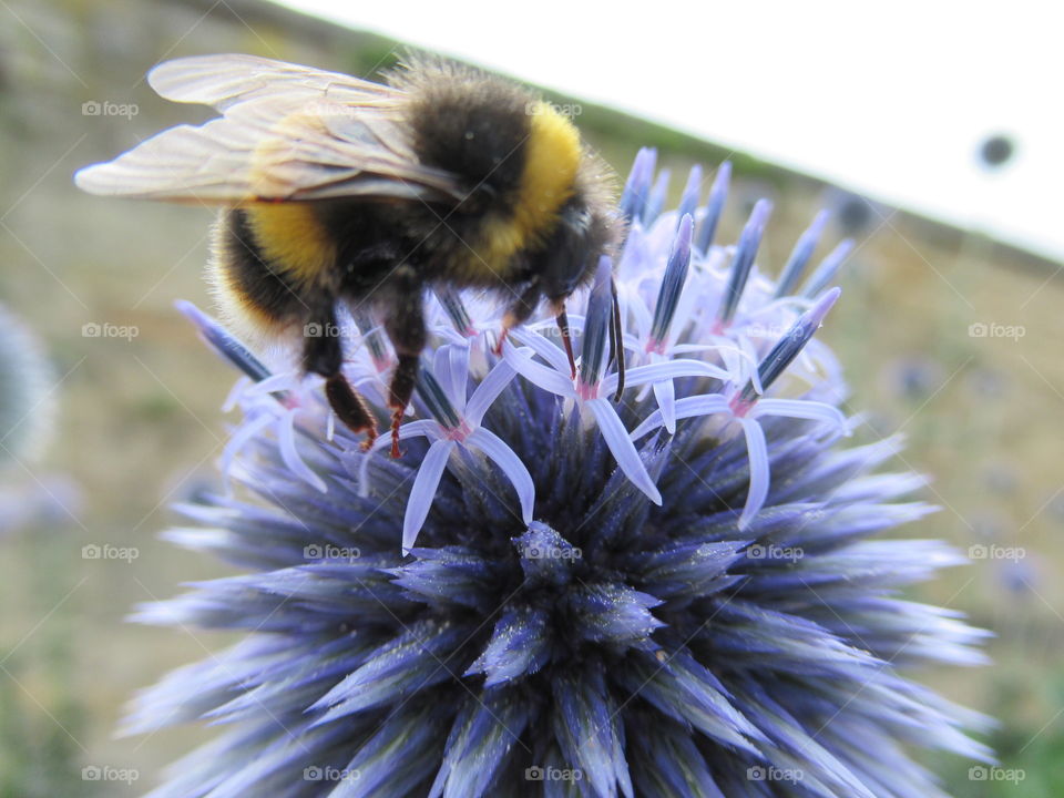 Bumble Bee resting on lilac echinops