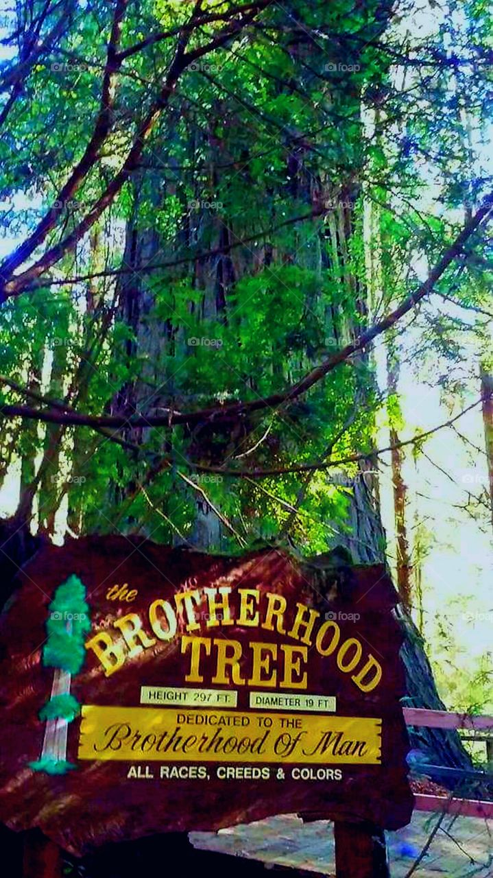 Brotherhood Tree in the Spring