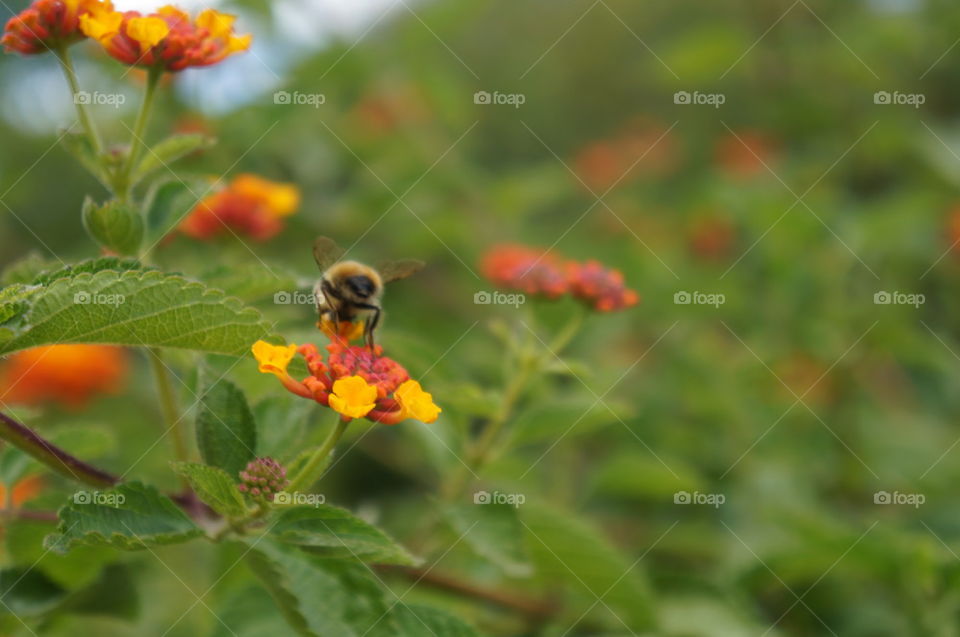 Bee on flower