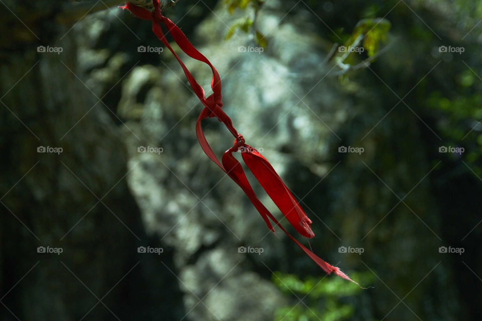 Pioneer tie on a tree