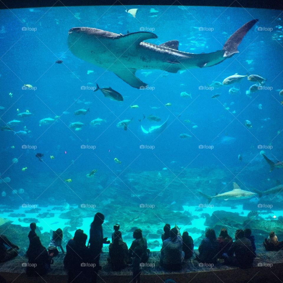 Whale Shark in the Georgia Aquarium
