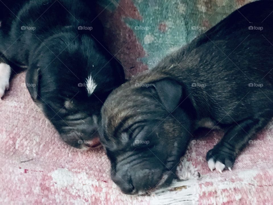 New Born Pups