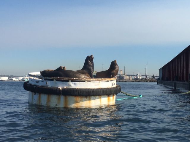 Sea lions singing for their supper