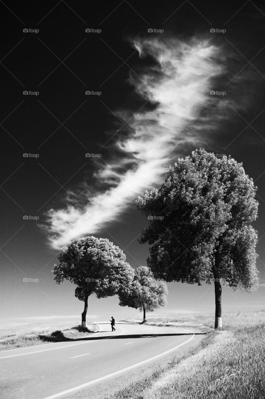 sky, tree