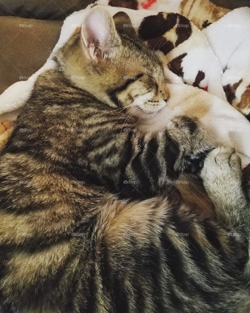 sleeping striped kitten