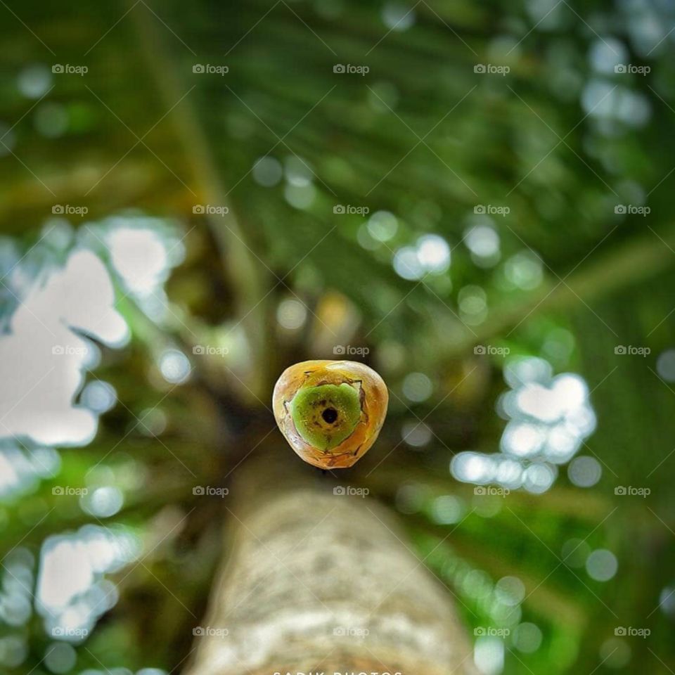 Coconut falling from the tree,Newton's Law of gravitation