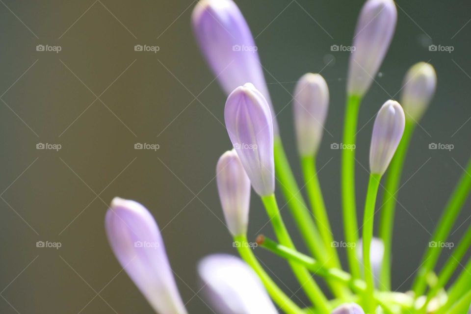 a little pink flowers