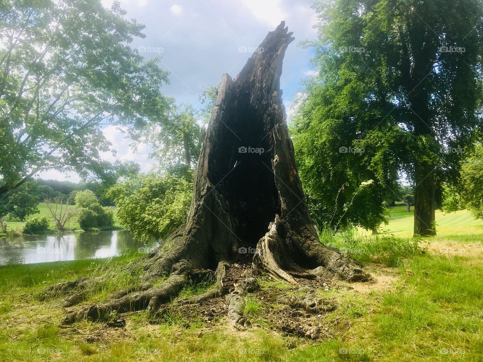 Hollowed bottom of a tree in Brocket Park, Hertfordshire 