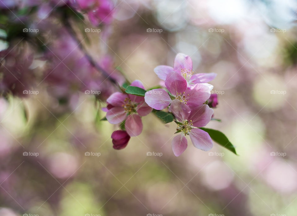 Spring blossom 