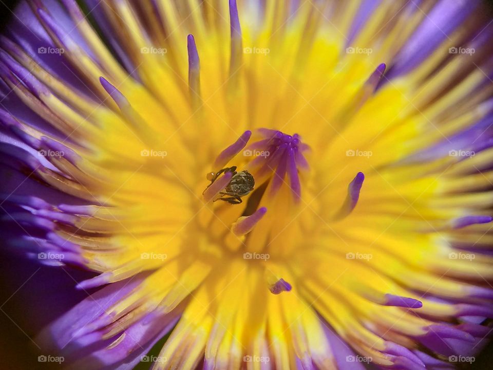 Close up lotus flower in bloom