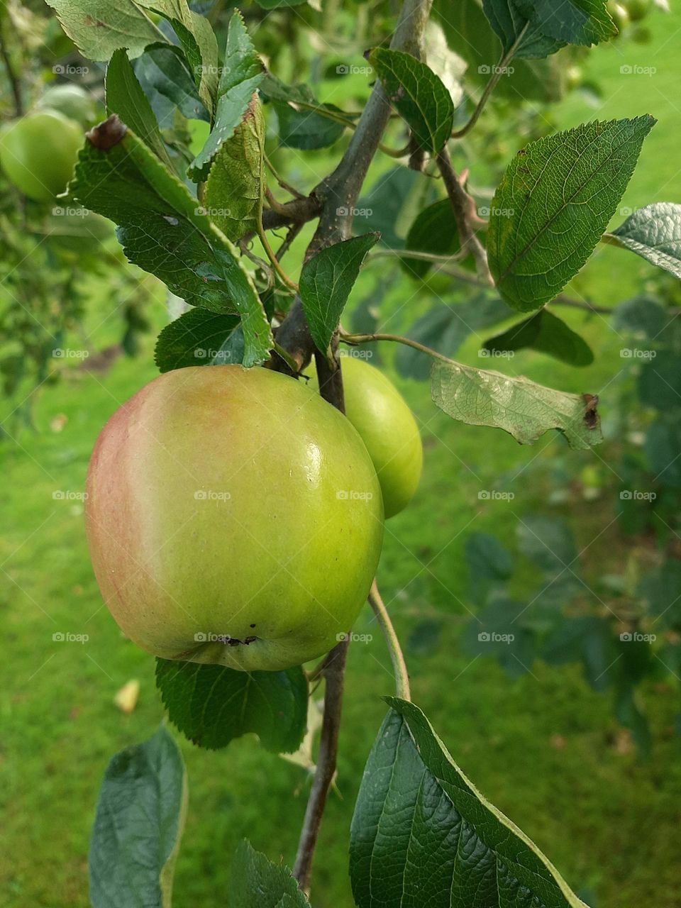 Apple tree