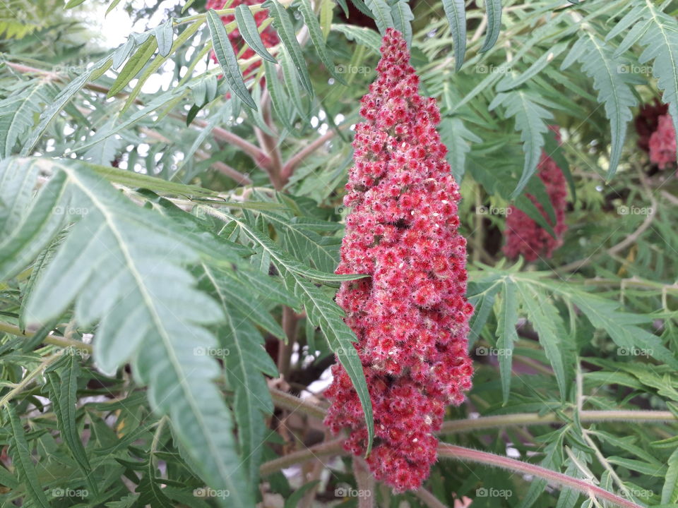 One more photo with these interesting pink (or red, I'm not very sure) berries. How do you like it? :D