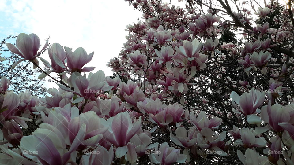 Saucer magnolia . Saucer magnolia 
