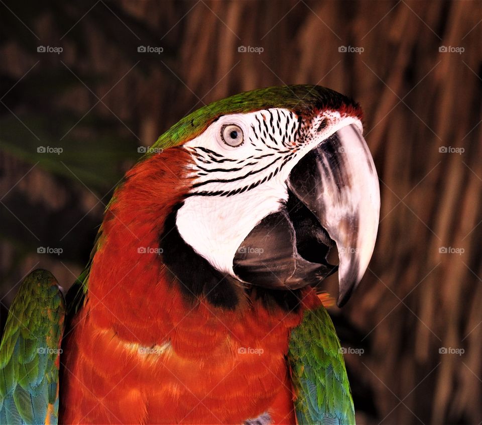 Macaw