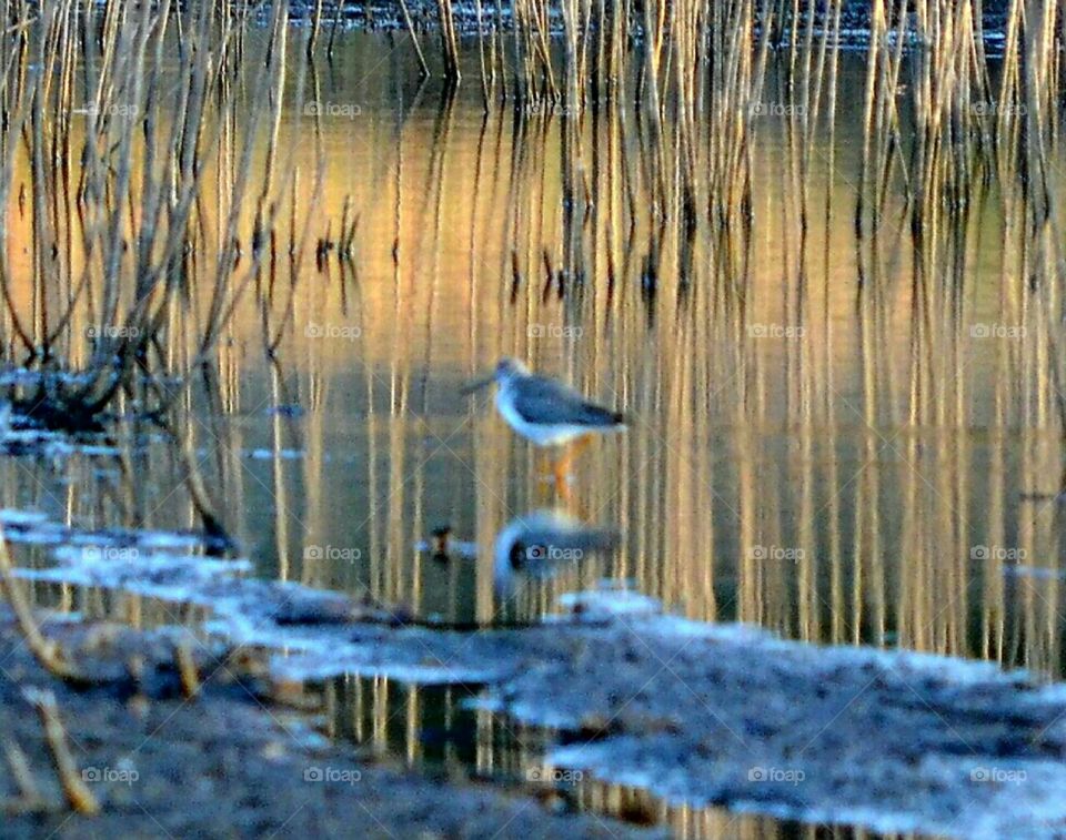 reflection