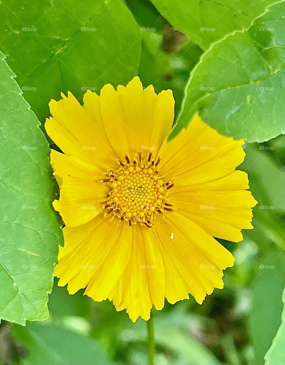 Coreopsis auriculata is a species of herbaceous plants of the genus Coreopsis of the Asteraceae family.