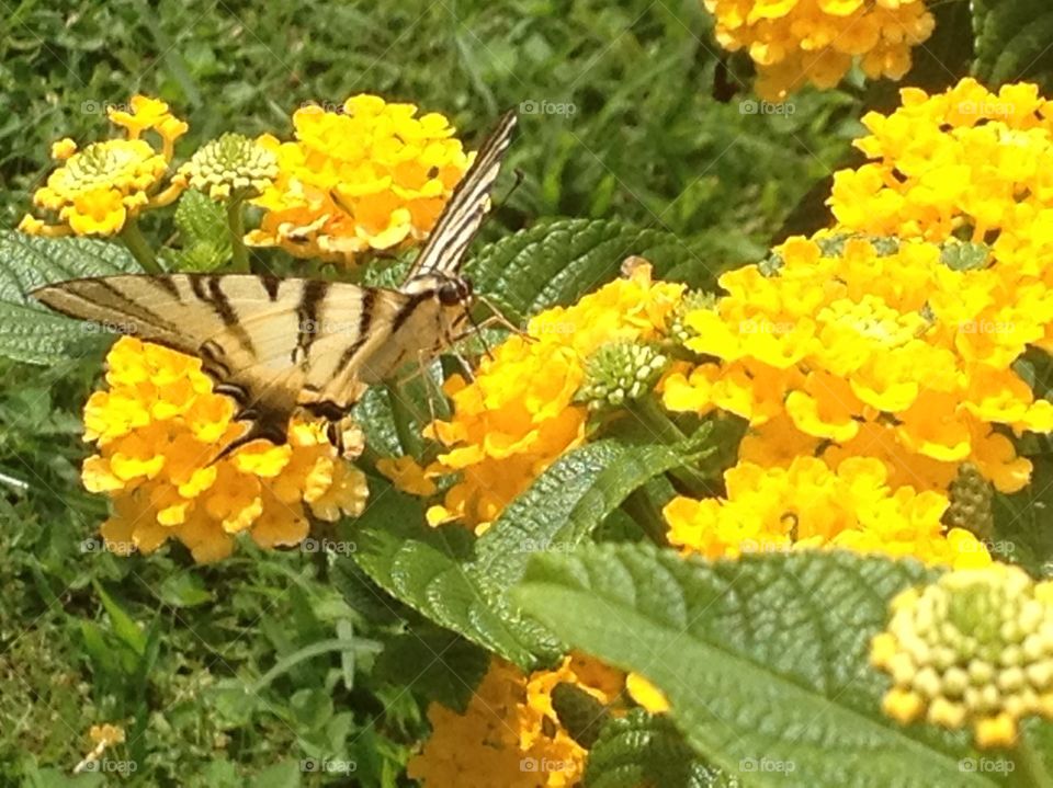 Fiore con farfalla