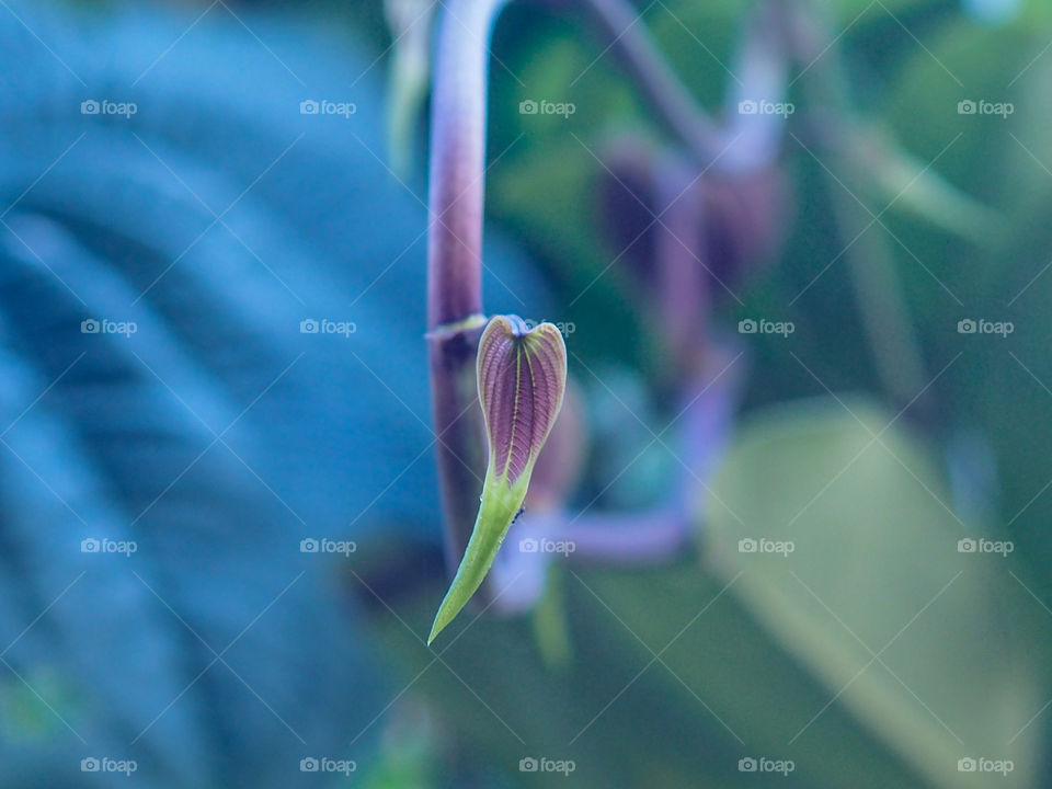 nature at home