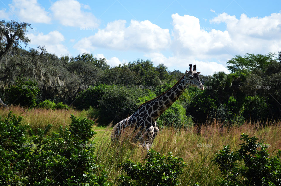 Lone giraffe on a safari filled walk