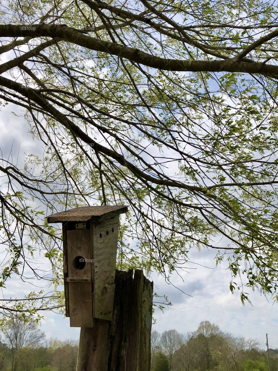 Shade tree and scrap wood birdhouse 