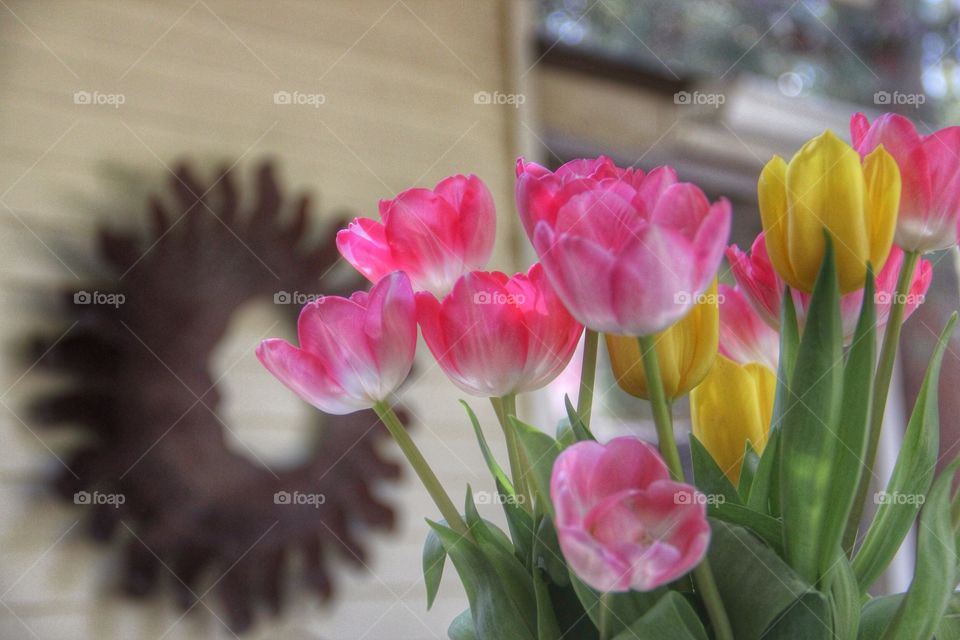 Close-up of multi colored flower