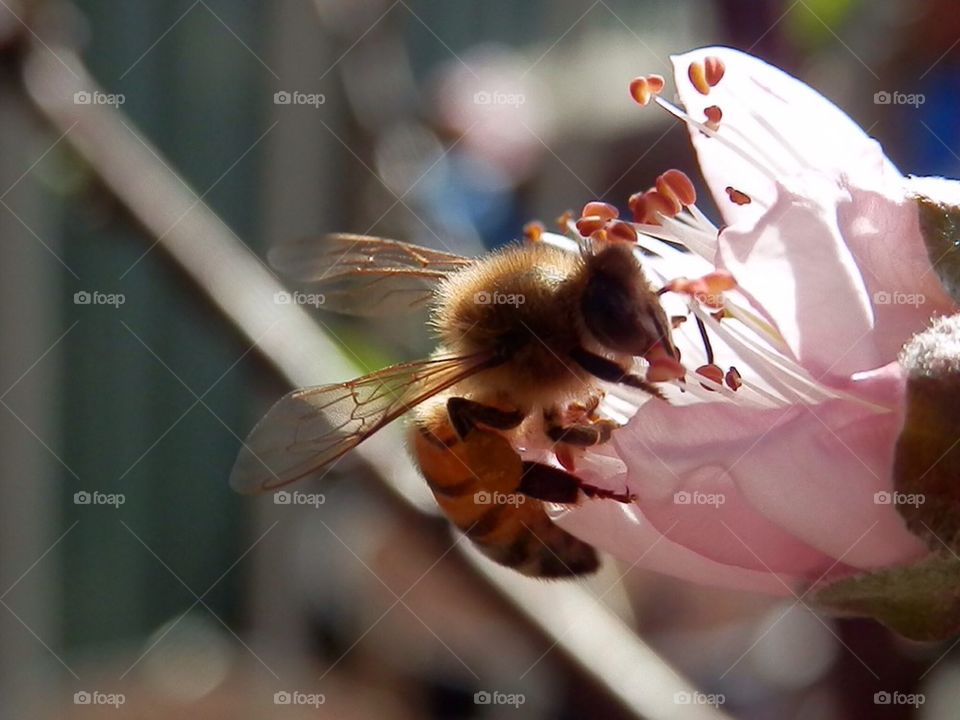 Bee