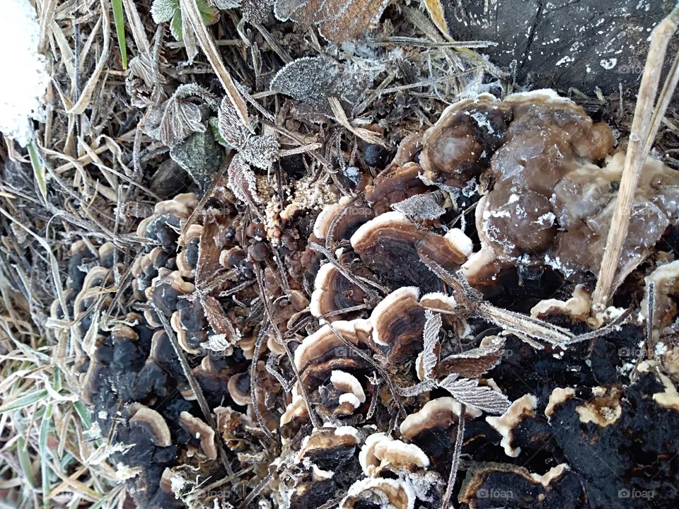 lichens