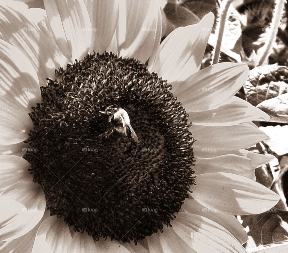 Beautiful sunflower with bee in black and white 