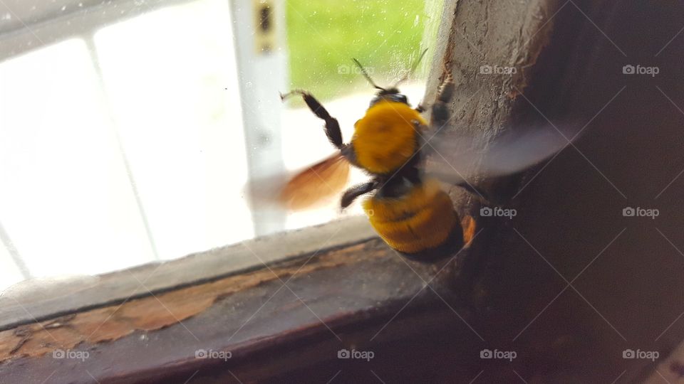bumblebee blur