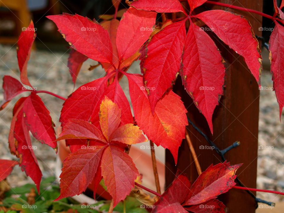 Leaf, Fall, No Person, Nature, Bright