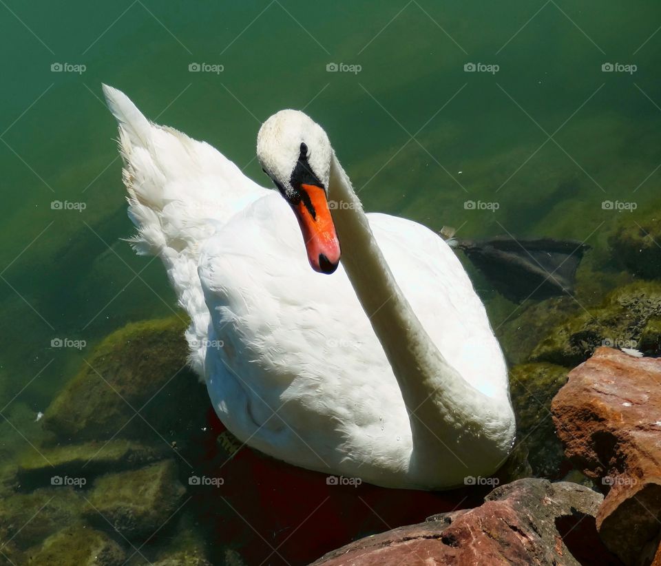 Curious swan