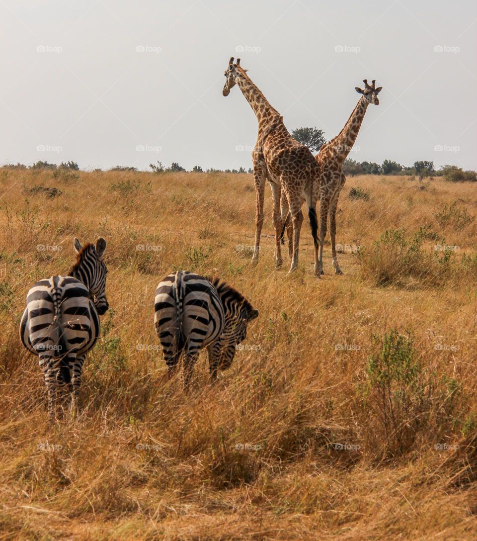 Giraffes and zebra in the Masai Mara