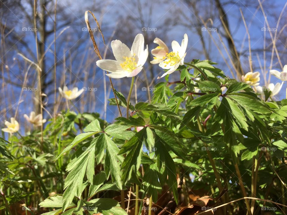 Lovely spring flower