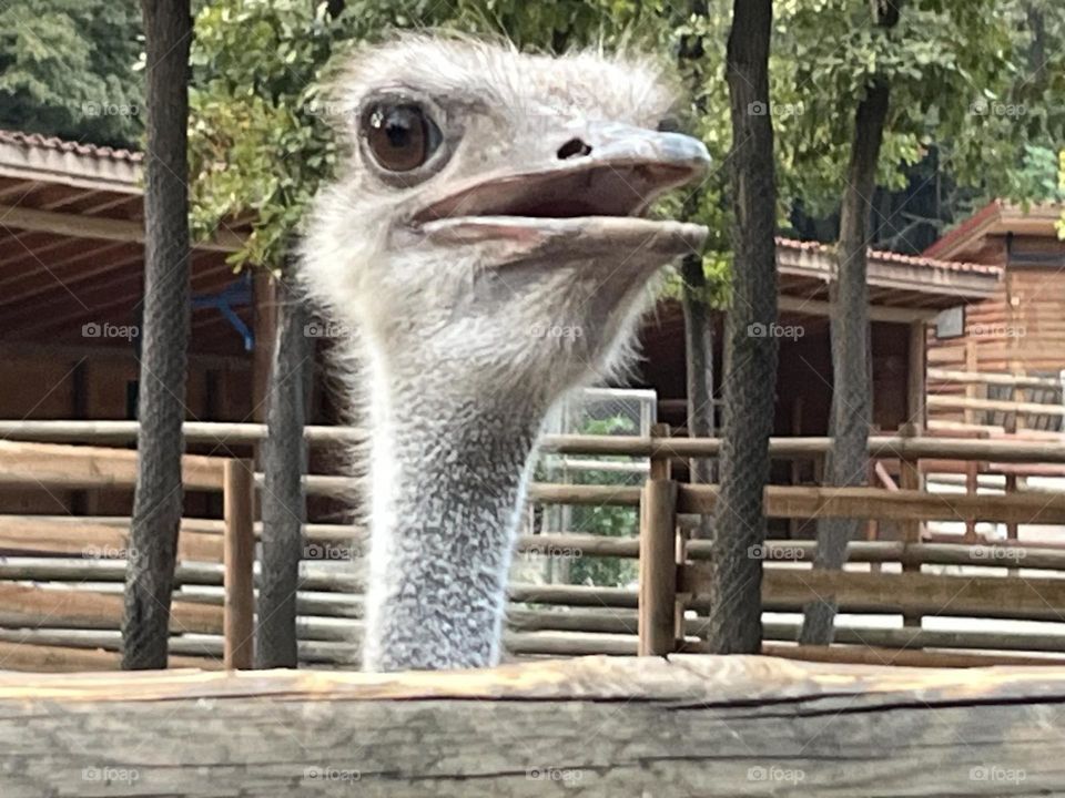 ostrich