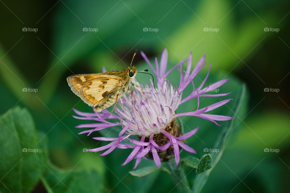 Little butterfly on a wildflower 