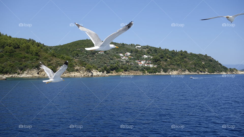 Close-up of flying seagull